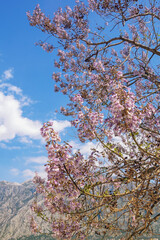 Branches of Empress tree ( Paulownia tomentosa ) with beautiful pink flowers on sunny spring day. Montenegro
