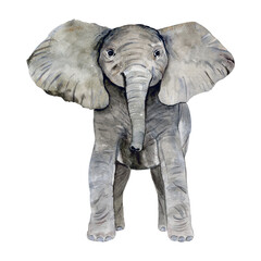 Baby Elephant. Watercolor hand-drawn cute elephant on white background. 