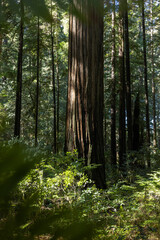 Obraz premium A large tree in a forest with sunlight shining through the leaves. The tree is surrounded by other trees and plants, creating a lush and vibrant environment