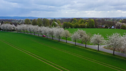 Aerial drone view of spring landscape a road among blossoming cherry alley near village and green fields. Germany countryside. - 781530158