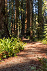 A path through a forest with trees and plants. The path is lined with ferns and other plants. The sun is shining through the trees, creating a warm and inviting atmosphere - 781530164