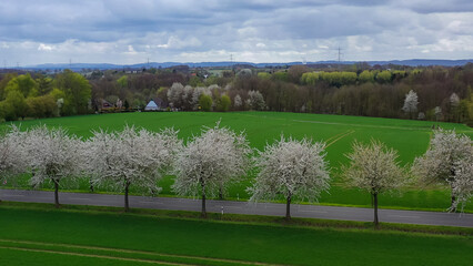 Aerial drone view of spring landscape a road among blossoming cherry alley near village and green...