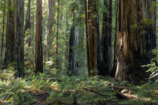 A forest with trees that are tall and green. The trees are full of leaves and the sunlight is shining through the trees