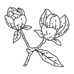 Illustration of magnolia branch. Beautiful decorative plant.