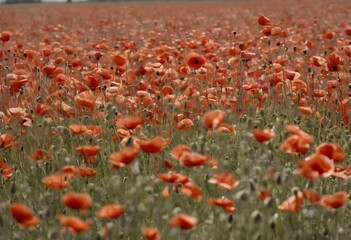 field of red poppies