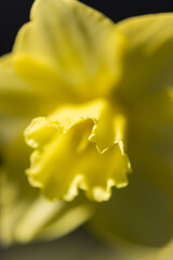 A close up of a yellow flower with a dark background. The flower is the main focus of the image, and its bright color stands out against the dark background. Concept of warmth and happiness - 781532122