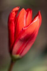 A red flower with a green stem. The flower is in the center of the image and is the main focus - 781532137