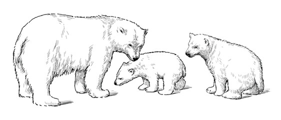 Polar bear; white bear;baby animal,sketch,realistic bear,mammal, contour drawing,vector,mother,cub,three animals,family,predator,sketch, isolated on white,wild animal,Arctic,North Pole - 781532318