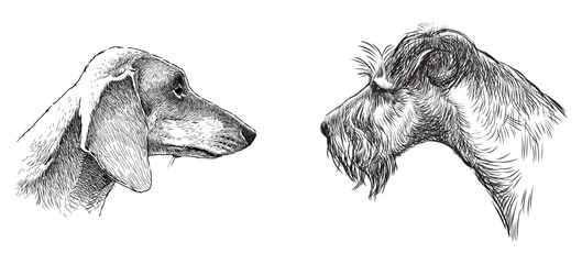 Dachshund, airedale, terrier, portrait, animal head,profile, sketch, pet, purebred, cute, vector, hand drawn,hunting dog, illustration, isolated on white - 781532328