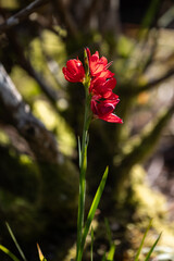 A red flower is standing in the grass. The flower is surrounded by green grass and some moss - 781532335