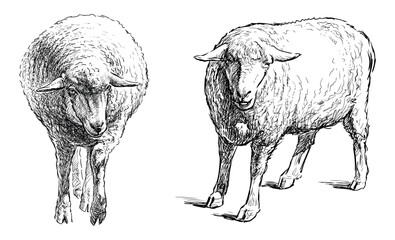Sheep,Farm animal,realistic,fur,hoofed,sketch,hand drawn,two animals, cute, wool, standing, eared,contour drawing, doodle, outline,vector, isolated on white,black and white,illustration - 781532363