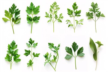 An exquisite collection of Mediterranean herbs and spices  vibrant parsley leaves and twigs arranged with care, a symbol of culinary artistry and nutritional wealth