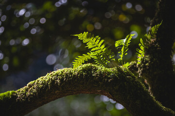 A leafy branch of a tree with a green mossy covering. The branch is in the shade and the moss is growing on it - 781532511