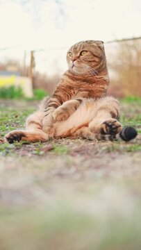 A funny cat is resting in the yard.