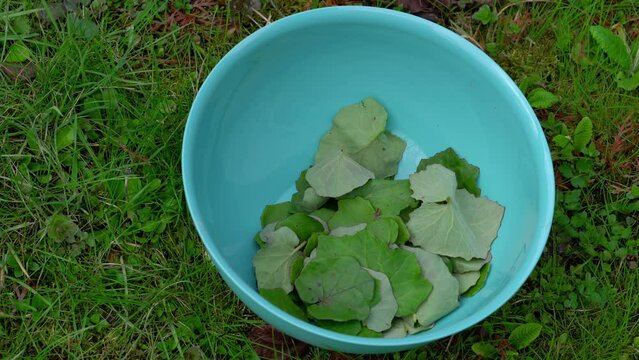 Coltsfoot in natural ambient, picking leaves (Tussilago farfara) - (4K)