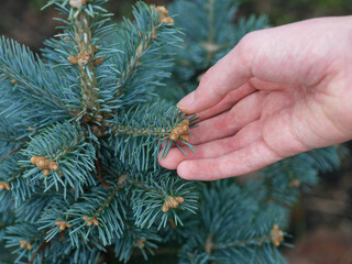 A man holding the branch of an abies lasiocarpa compacta. Close up.