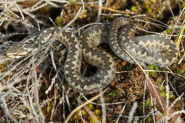  snake curled up in the warm sun. common adder, common viper, common Northern viper, European...