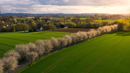 Aerial drone view of spring landscape a road among blossoming cherry alley near village and green fields. Germany countryside. - 781536537