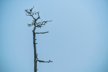 Dry pine branch on blue sky