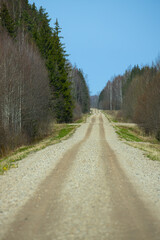 Fototapeta na wymiar Forest gravel road in spring