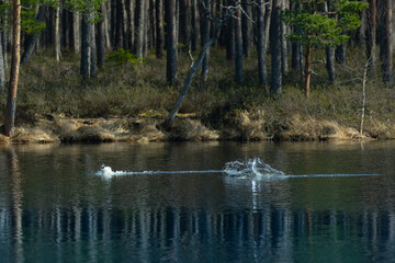 Birds fly over the lake. The ducks landed on the water