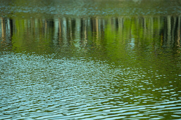 The reflection of the trees in the water