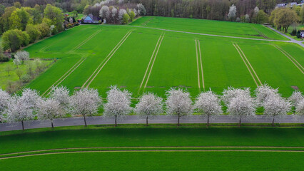 Aerial drone view of spring landscape a road among blossoming cherry alley near village and green fields. Germany countryside. - 781537976