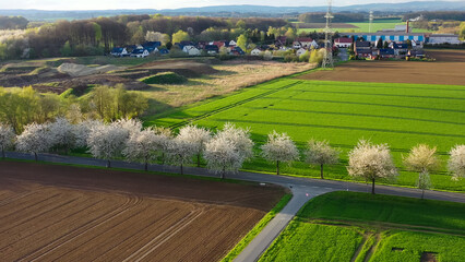 Aerial drone view of spring landscape a road among blossoming cherry alley near village and green fields. Germany countryside. - 781538140