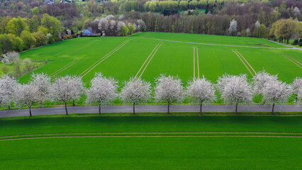 Aerial drone view of spring landscape a road among blossoming cherry alley near village and green fields. Germany countryside. - 781538990