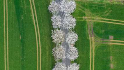 Aerial drone view of spring landscape a road among blossoming cherry alley near village and green fields. Germany countryside. - 781539531