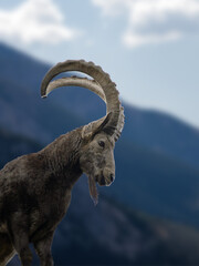 Iberian ibex