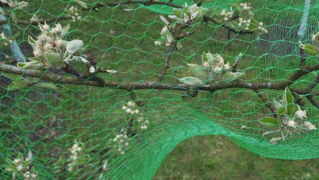 Turquoise protective net for flowers from birds.