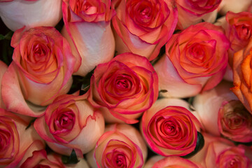 Red and white garden roses symbolizing love, passion and valentine's day