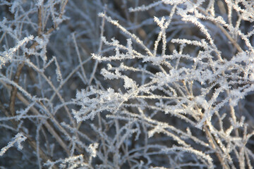 Branches covered with white frost. Winter close up texture background. Frosty wallpaper design.