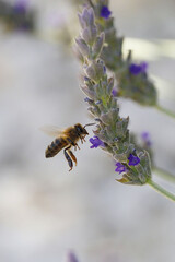 Bee flying