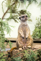 Tallinn Estonia - April 06 2024: Close up portrait of a small mongoose meerkat (Latin: Suricata suricatta). Adorable face of a watchful suricate.