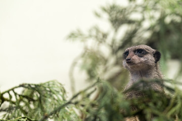 Tallinn Estonia - April 06 2024: Close up portrait of a small mongoose meerkat (Latin: Suricata...