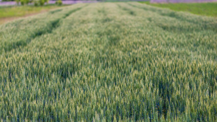 Green wheat field in a sunny day, agricultural concept.