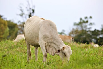 Viehzucht am Amazonas