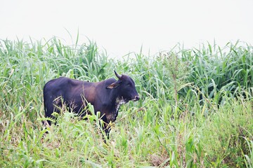 Viehzucht im Amazonasgebiet