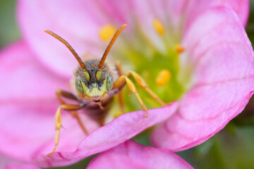 Colorful closeup on a male Lathbury's Nomada solitary bee, Nomada lathburiana on a pink flower
