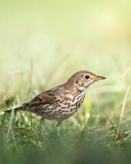 Bird - Song Trush Turdus philomelos on the spring green meadow amazing warm light sunset sundown
