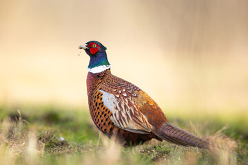 Bird - Common pheasant Phasianus colchius Ring-necked pheasant in natural habitat wildlife Poland Europe