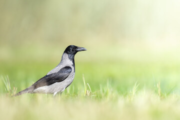 Bird - Hooded crow Corvus cornix in green meadow spring background Poland Europe