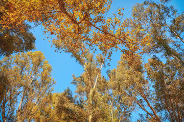 branches of trees with yellow leaves on a blue sky background
