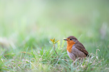 Bird Robin Erithacus rubecula, small bird, spring time in Poland Europe