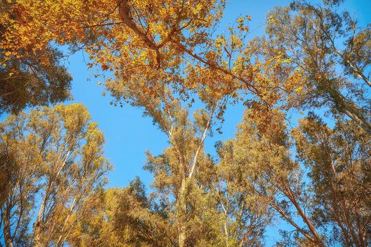 branches of trees with yellow leaves on a blue sky background