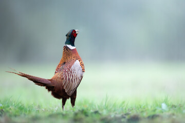 Bird - Common pheasant Phasianus colchius Ring-necked pheasant in natural habitat wildlife Poland Europe