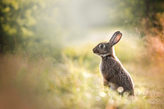 cute wild rabbit in nature amazing photo