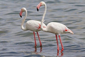 flamingos im meer